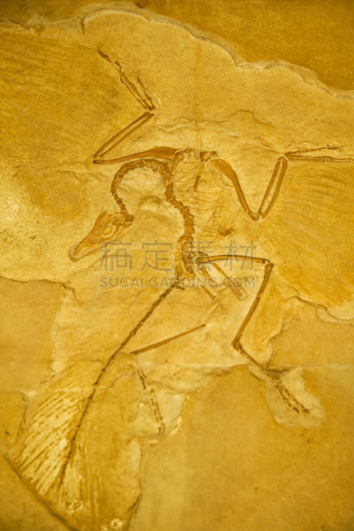 始祖鸟,纹理效果,石头,化石,古生物学,垂直画幅,已灭绝生物,矿物质,史前时代,恐龙