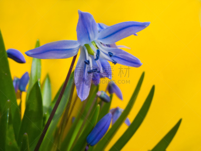 雪花莲,自然,水平画幅,绿色,无人,蓝色,早晨,户外,春天,火绒草