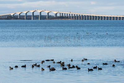 波罗的海,一群鸟,黑鸭,交通,野生动物,淡水鸟,著名景点,鸟类,海岸线,水鸟湖