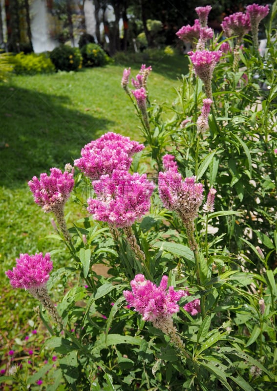 植物,粉色,白色,仅一朵花,菜园,红巧梅,鸡冠花,石竹目,自然,垂直画幅