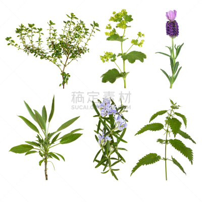 草本,叶子,多样,芳香的,无人,白色背景,背景分离,鼠尾草,方形画幅,百里香