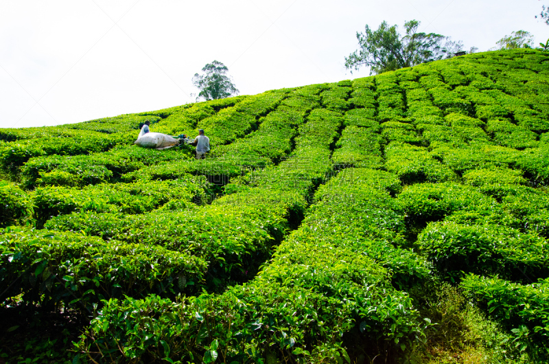 马来西亚,茶树,金马仑高原,斯里兰卡,南,种植园,天空,夏天,农作物,热带气候