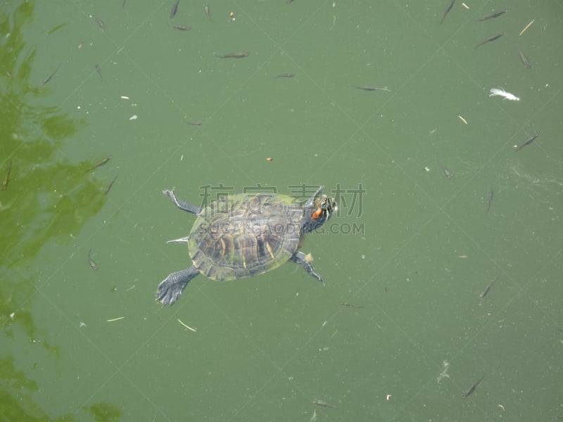 龟河,水,海龟,甲鱼,野生动物,水平画幅,无人,Painted Turtle,野外动物,户外