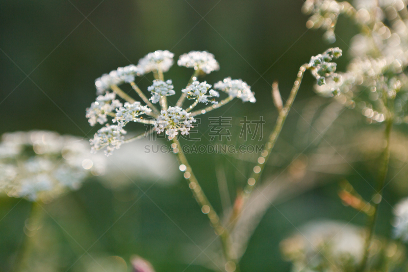 露水,早晨,queen annes lace,峨参,野胡萝卜花,二年生植物,选择对焦,水,水平画幅,无人