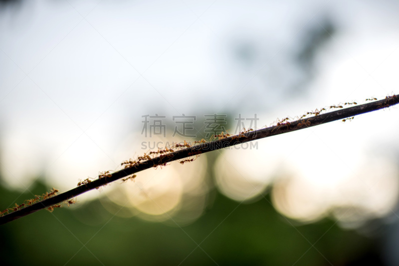 蚂蚁,动物的鳞,昆虫,红松,自然,水平画幅,无人,特写,泰国,蚧壳虫