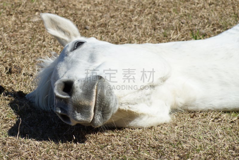 布里斯托大学,灰色,水平画幅,无人,户外,草,特写,一只动物,动物主题,白色