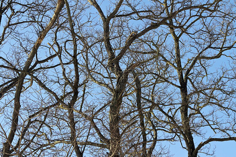 松树 秃树 自然 水平画幅 冬天 无人 向上看 摄影 树图片素材下载 稿定素材