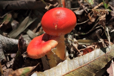 蘑菇,有毒物质,伞形毒菌,毒蘑菇,自然,水平画幅,秋天,无人,有毒生物体,苔藓