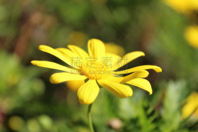 黄色,花瓣,雏菊,太阳,园林,草坪,白昼,泥土,背景,花