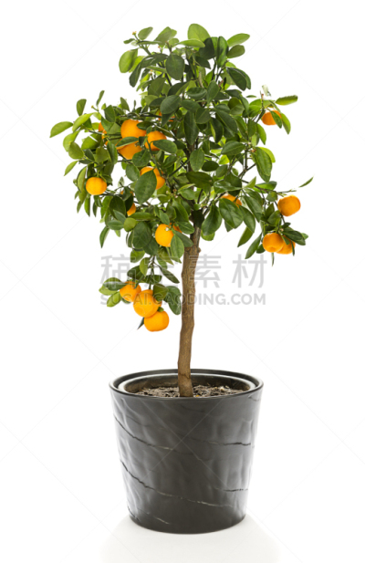 植物,分离着色,四季桔,盆栽植物,金橘,花盆,桔子,官吏,垂直画幅,水果