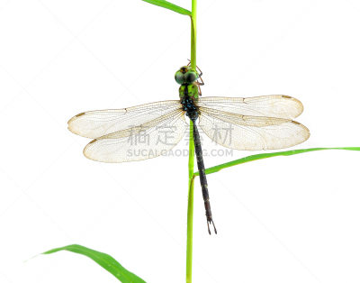 王蜻蜓,蜻蜓,蓝色,雌性动物,白色,尤利西斯蝶,豆娘,自然,无脊椎动物,野生动物