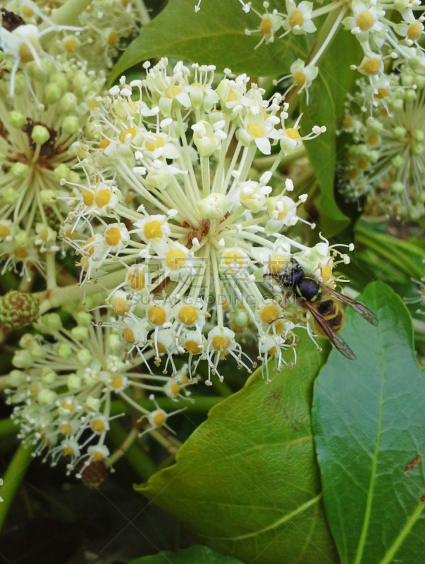 八角金盘属,黄蜂,五加科,造纸厂,花柱头,自然,垂直画幅,无脊椎动物,野生动物,雄蕊