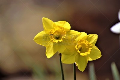 仅一朵花,黄色,水仙花,公园,水平画幅,无人,重瓣花,夏天,户外,草