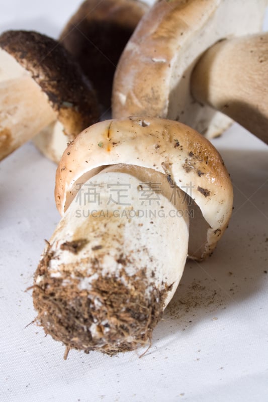 Setas de otoño en su habitat natural. Boletus Edulis, Amanita Muscaria, Panaleolus. Bosque en España, Europa.