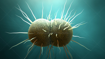 细菌,淋病,生物学,微生物学,显微镜,健康保健,药,加拿大,病原,女人