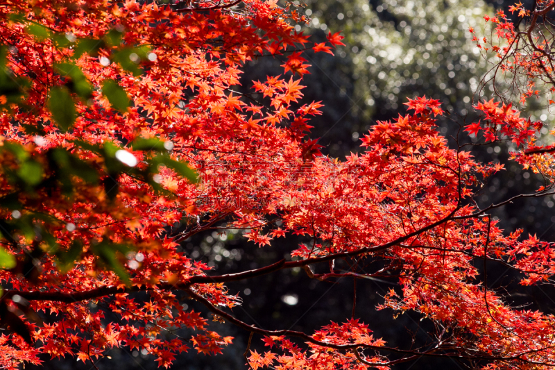 叶子,季节,秋天,清水寺,岩手县,京都府,里山,水平画幅,枝繁叶茂,无人