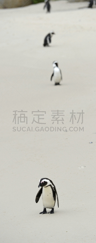 麦哲伦海峡企鹅,非洲企鹅,洪堡企鹅,西蒙斯敦,企鹅,垂直画幅,水,美,沙子,鸟类