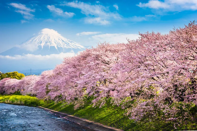 富士山日本 富士山日本图片 富士山日本素材下载 稿定素材 富士山日本 富士山日本图片 富士山日本素材下载 稿定素材