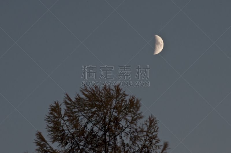 月亮,日本落叶松,天空,贺卡,留白,水平画幅,地形,夜晚,无人,半月