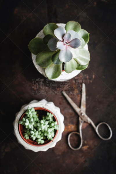 肉质植物,花盆,剪刀,混凝土,背景,生锈的,古典式,垂直画幅,美,无人