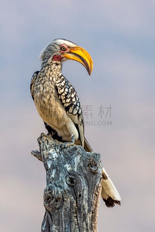 黄喙犀鸟,南,自然,黄色,非洲,垂直画幅,野生动物,图像,猎豹,美