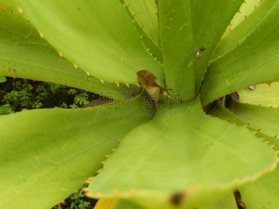 森林,非凡的,木立芦荟,coral aloe,多叶芦荟;螺旋芦荟,wild aloe,芦荟树木,非洲芦荟,生态学家,芦荟汁