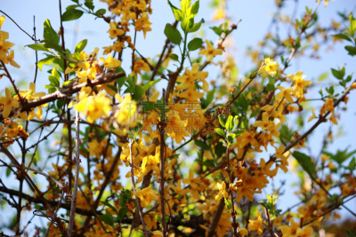 连翘属植物,鲜花盛开,宫灯百合,水平画幅,绿色,无人,夏天,春天,黄色,2015年