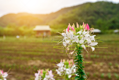 White spider flowers or cleome spinosa flowers in the garden with warm light from the sun