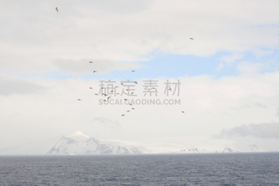 大西洋,斗篷,在上面,岬海燕,水平画幅,海鸟,鸟类,南极洲,飞,摄影