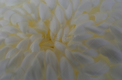 白色,菊花,大特写,米色,传统,清新,仅一朵花,枝繁叶茂,自然美,植物