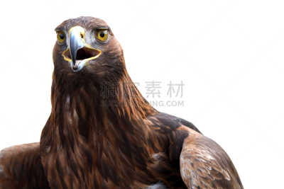金雕,黄眼睛,利用鹰打猎,褐色,食肉鸟,水平画幅,鸟类,动物身体部位,野外动物,户外