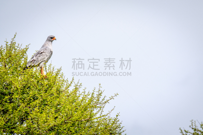 唱圣歌,苍鹰,柔和色,淡色歌鹰,利用鹰打猎,卡格拉格帝边境公园,纳米比亚,食肉鸟,水平画幅,鸟类