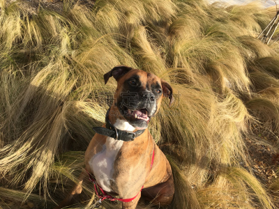 草,狗,血红扇头蜱,牛头獒,兰伯格犬,比利时玛伦牧羊犬,狗狗障碍赛,北京犬,梯牧草,斑纹