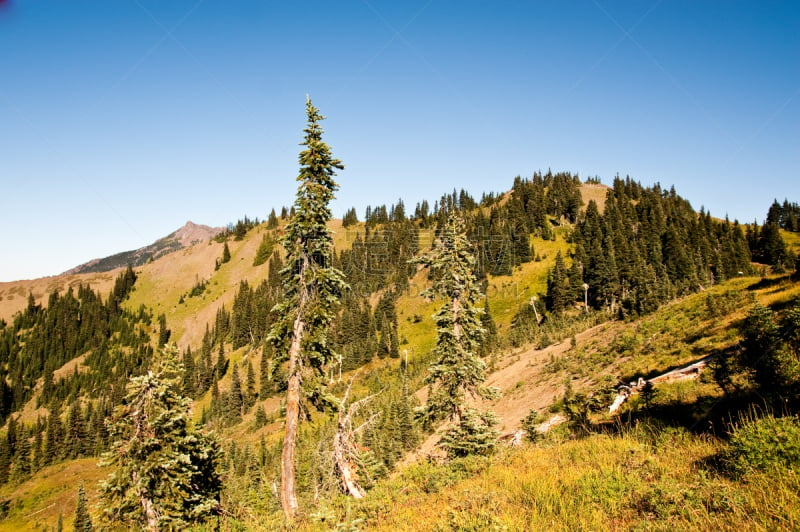 飓风山脊,奥林匹克山,自然,公园,草地,水平画幅,地形,山,无人,户外