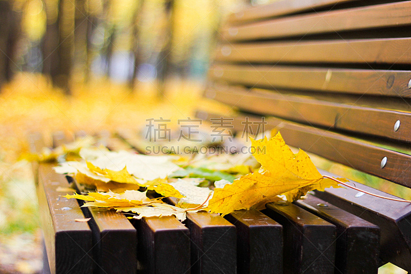 叶子,长椅,木制,自然,水平画幅,秋天,无人,户外,草