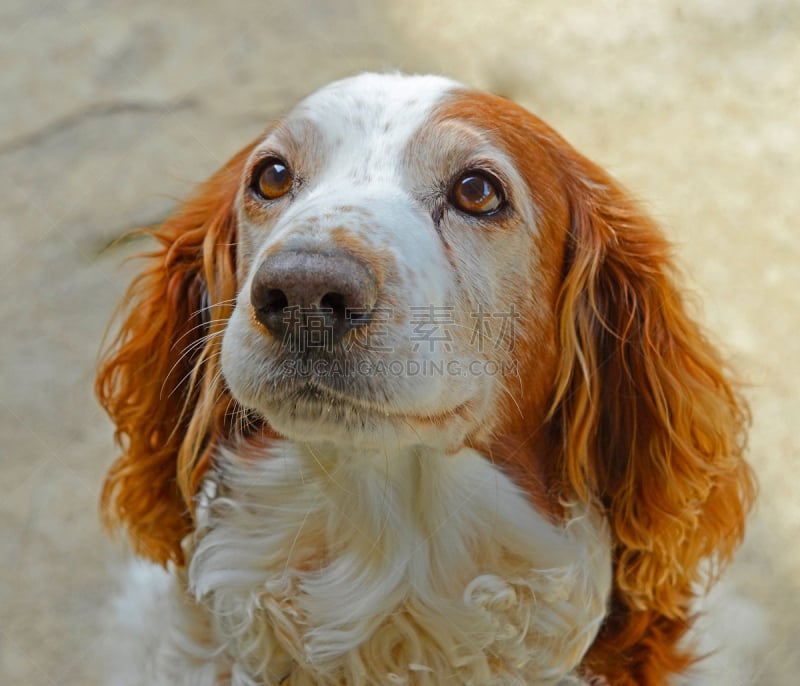 史宾格犬,特写,老年人,狗,机敏,水平画幅,绿色,斯班尼犬,斯普林斯班尼犬,草