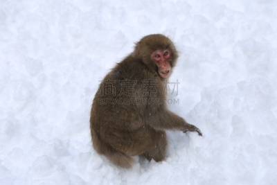 雪,猴子,风景,日本猕猴,冈山县,本州岛中国地区,雪山,公园,水平画幅,瀑布