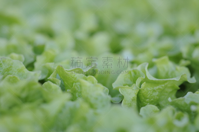莴苣,lollo rosso,饮食,洛洛比翁达莴苣,水平画幅,无人,2015年,库车,蔬菜叶,散叶莴苣