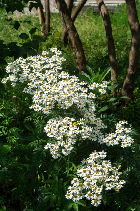 甘菊,垂直画幅,草地,甘菊花,夏天,户外,炎症,枯草热,俄罗斯