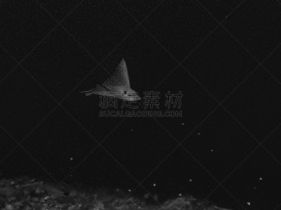 斑点鹰魟,黑白图片,黑色背景,安静,运动,海洋生命,热带气候,野生动物,灰色,环境