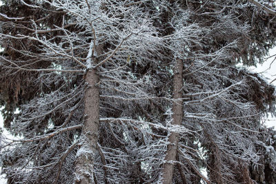 雪,云杉,枝,树干,美,留白,新的,水平画幅,圣诞树