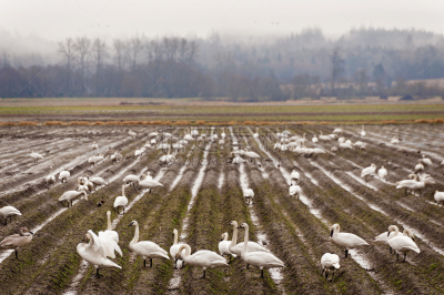 trumpeter swan,水平画幅,无人,鸟类,野外动物,户外,美洲,耕地,水禽,白色