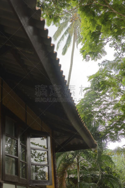 椰子树,椰子岛,垂直画幅,天空,美,云,沙子,无人,椰子,阴影