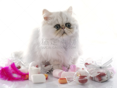 小猫,南美栗鼠猫,波斯猫,水平画幅,进行中,猫科动物,白色背景,背景分离,影棚拍摄,长发
