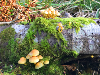 森林,蘑菇,褐色,水平画幅,无人,符号,苔藓,夏天,户外,生物学