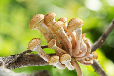 枝,食用菌,蜂蜜,褐色,水平画幅,素食,无人,生食,夏天,组物体