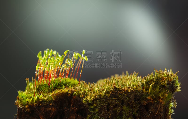 苔藓,树桩,菜园,过时的,水平画幅,无人,湿,户外,草,特写