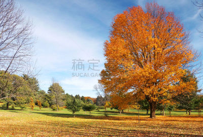 自然,秋天,自然美,背景,天空,美,公园,水平画幅,湿,户外