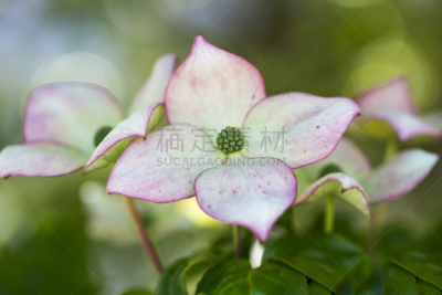 山茱萸,图像,股票,开粉花的山茱萸,开花的山茱萸,箭木,水平画幅,无人,户外,特写
