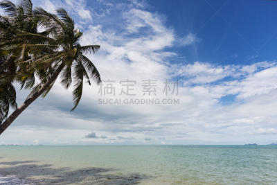 Beach with palm trees